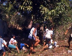 Ruth; Overseas; Agrigan; mango tree